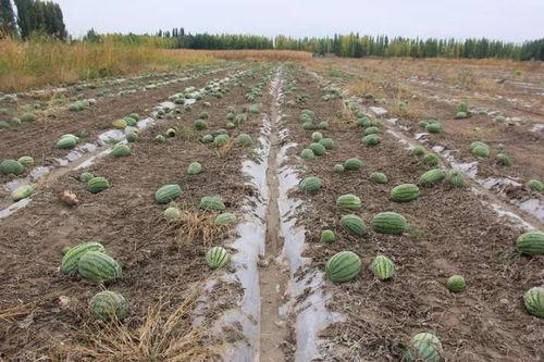 清水镇的吃瓜群众是什么,吃瓜群众的热议焦点