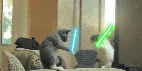 动物打架吃瓜群众被误伤,吃瓜群众意外受伤引关注