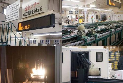 流水线吃瓜群众,揭秘现代工业背后的生活百态