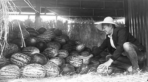 安陆吃瓜群众事件视频,一场网络舆论的风暴与反思