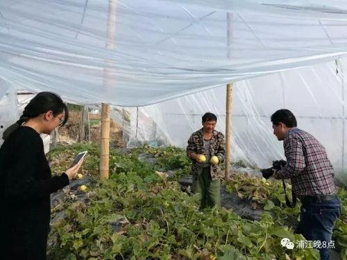 吃瓜群众漳浦,吃瓜群众眼中的魅力之城